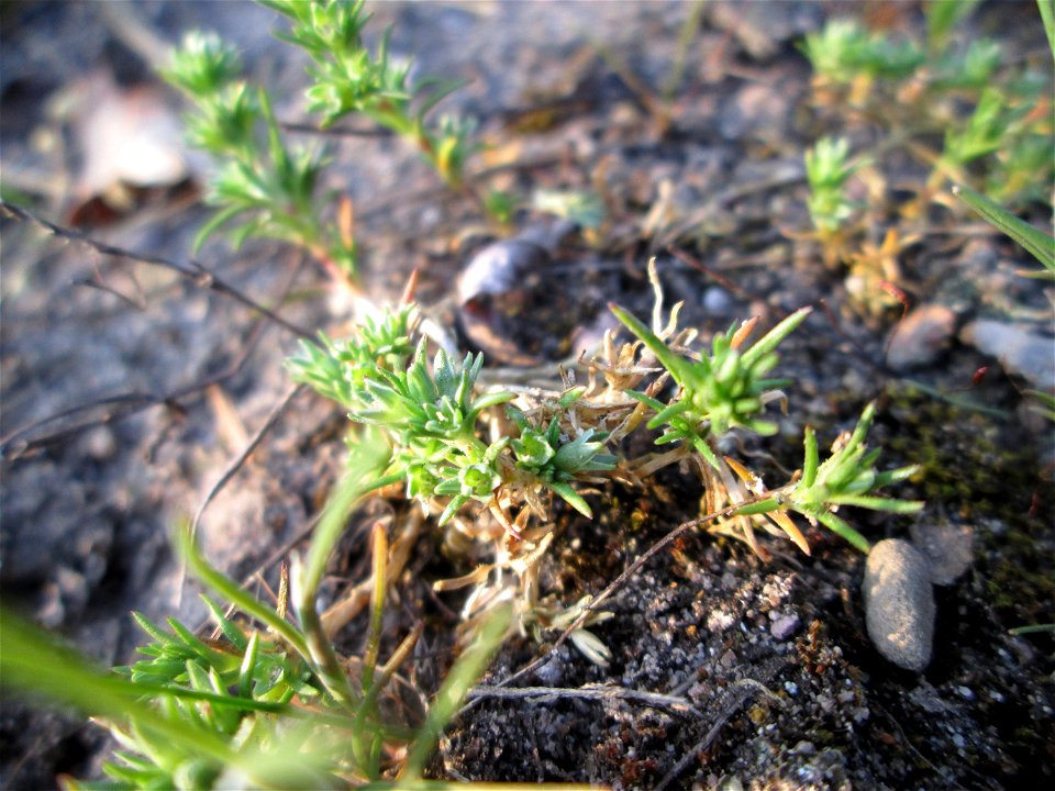Einjähriger Knäuel (Scleranthus annuus) in einem Kleinbiotop am Hockenheimring in der Schwetzinger Hardt