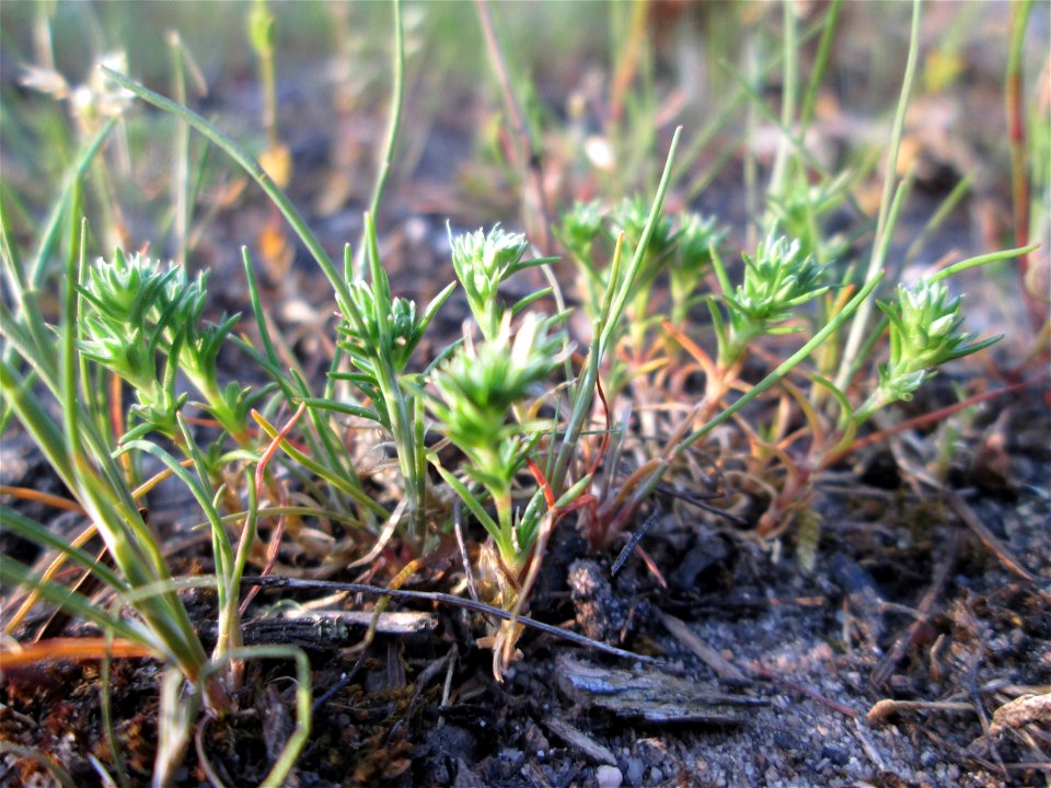 Einjähriger Knäuel (Scleranthus annuus) in einem Kleinbiotop am Hockenheimring in der Schwetzinger Hardt