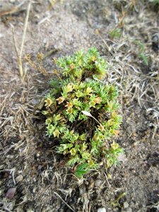 Einjähriger Knäuel (Scleranthus annuus) auf einer Parkplatzwiese in Hockenheim