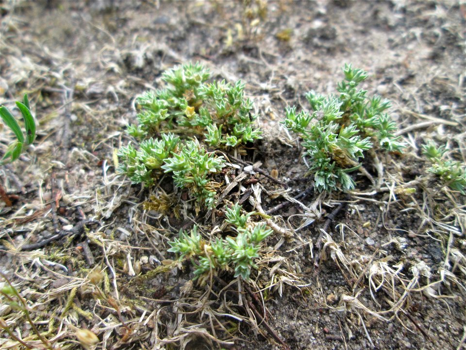 Einjähriger Knäuel (Scleranthus annuus) auf einer Parkplatzwiese in Hockenheim