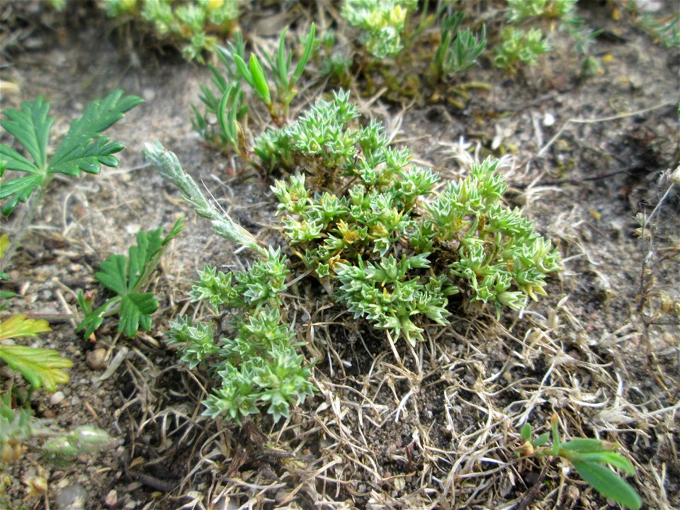 Einjähriger Knäuel (Scleranthus annuus) auf einer Parkplatzwiese in Hockenheim
