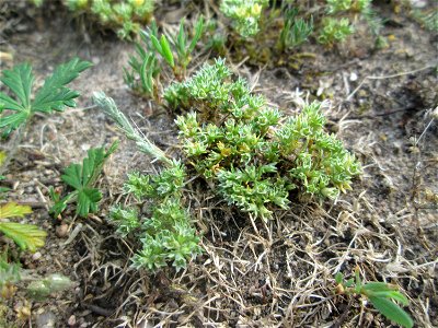 Einjähriger Knäuel (Scleranthus annuus) auf einer Parkplatzwiese in Hockenheim