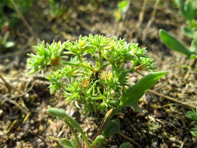 Einjähriger Knäuel (Scleranthus annuus) auf einer Parkplatzwiese in Hockenheim
