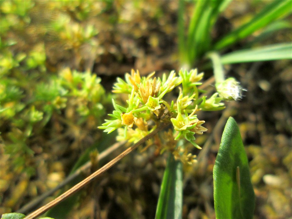 Einjähriger Knäuel (Scleranthus annuus) auf einer Parkplatzwiese in Hockenheim