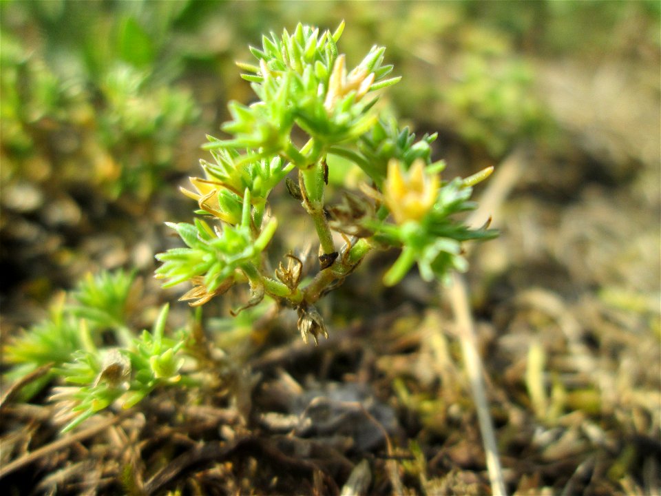 Einjähriger Knäuel (Scleranthus annuus) auf einer Parkplatzwiese in Hockenheim