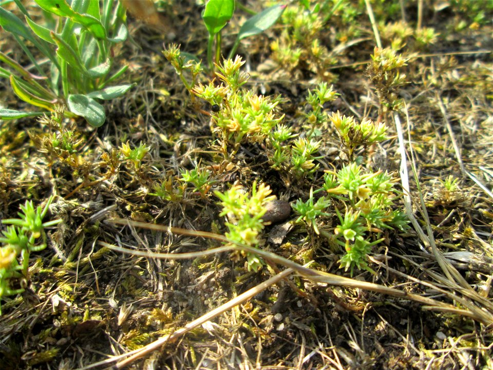 Einjähriger Knäuel (Scleranthus annuus) auf einer Parkplatzwiese in Hockenheim