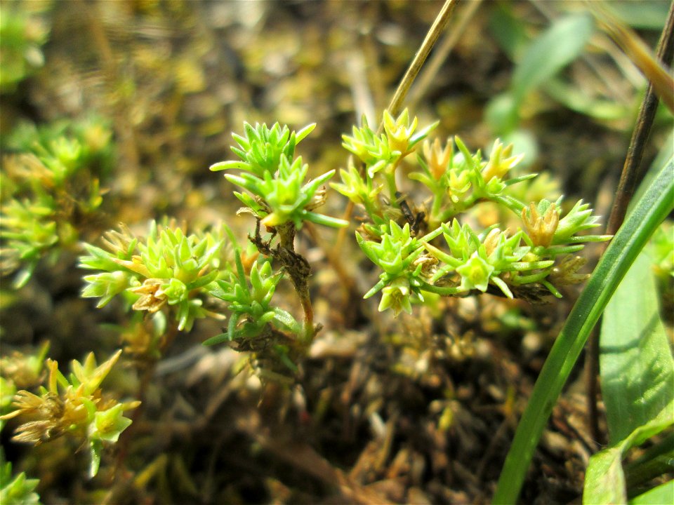 Einjähriger Knäuel (Scleranthus annuus) auf einer Parkplatzwiese in Hockenheim