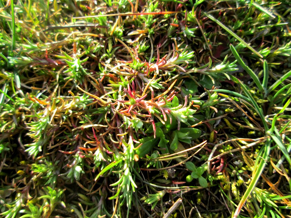 Momentan noch ganz winzig: Einjähriger Knäuel (Scleranthus annuus) auf einer Parkplatzwiese in Hockenheim - an diesem Standort in großen Mengen vorkommend