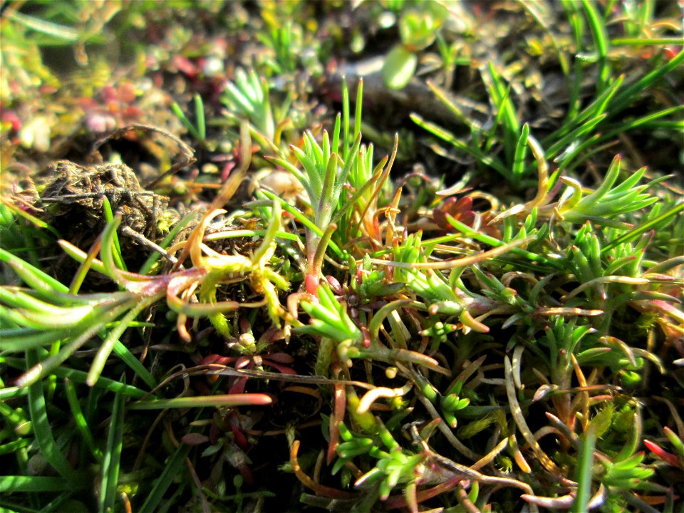 Momentan noch ganz winzig: Einjähriger Knäuel (Scleranthus annuus) auf einer Parkplatzwiese in Hockenheim - an diesem Standort in großen Mengen vorkommend