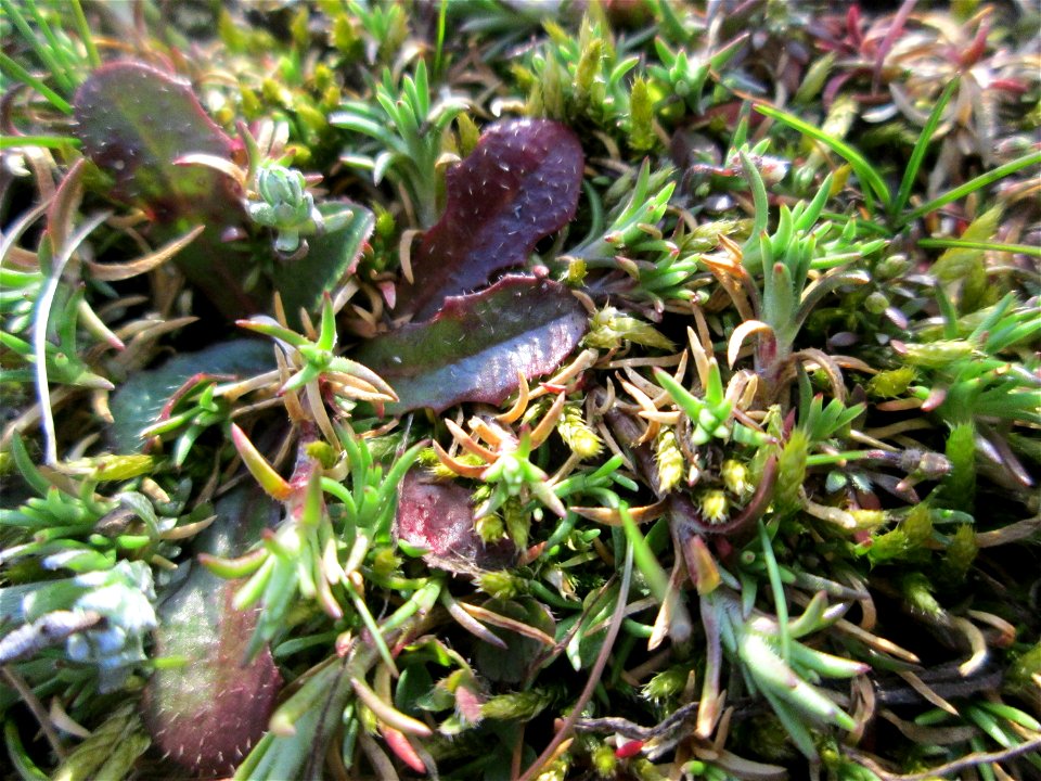Momentan noch ganz winzig: Einjähriger Knäuel (Scleranthus annuus) auf einer Parkplatzwiese in Hockenheim - an diesem Standort in großen Mengen vorkommend