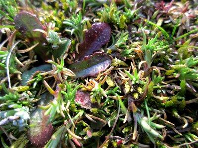 Momentan noch ganz winzig: Einjähriger Knäuel (Scleranthus annuus) auf einer Parkplatzwiese in Hockenheim - an diesem Standort in großen Mengen vorkommend