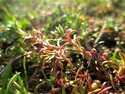 Momentan noch ganz winzig: Einjähriger Knäuel (Scleranthus annuus) auf einer Parkplatzwiese in Hockenheim - an diesem Standort in großen Mengen vorkommend