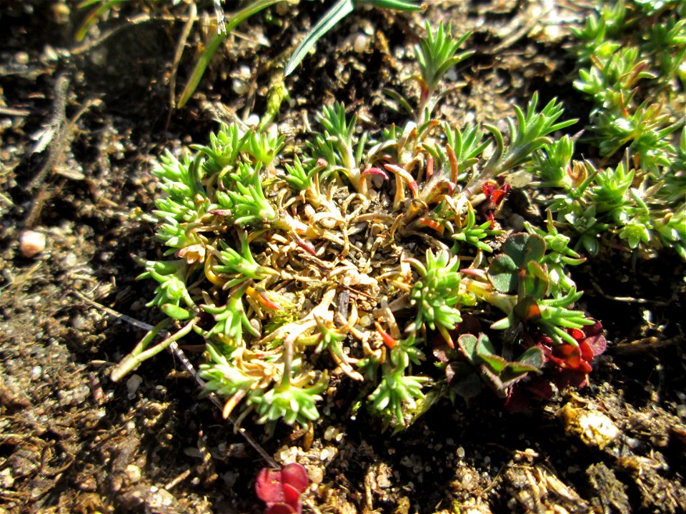 Momentan noch ganz winzig: Einjähriger Knäuel (Scleranthus annuus) auf einer Parkplatzwiese in Hockenheim - an diesem Standort in großen Mengen vorkommend