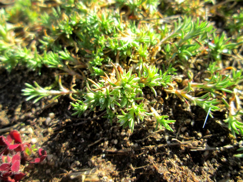 Momentan noch ganz winzig: Einjähriger Knäuel (Scleranthus annuus) auf einer Parkplatzwiese in Hockenheim - an diesem Standort in großen Mengen vorkommend