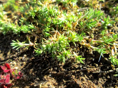 Momentan noch ganz winzig: Einjähriger Knäuel (Scleranthus annuus) auf einer Parkplatzwiese in Hockenheim - an diesem Standort in großen Mengen vorkommend