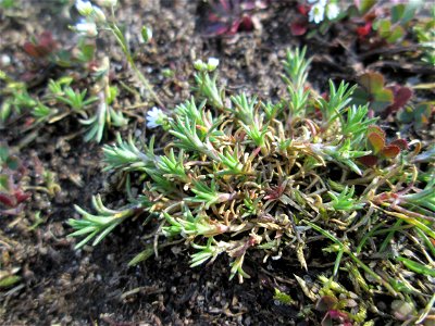 Momentan noch ganz winzig: Einjähriger Knäuel (Scleranthus annuus) auf einer Parkplatzwiese in Hockenheim - an diesem Standort in großen Mengen vorkommend