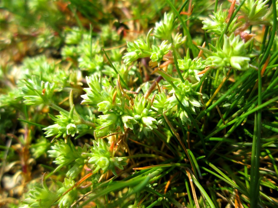 Einjähriger Knäuel (Scleranthus annuus) auf einer Parkplatzwiese in Hockenheim - an diesem Standort in großen Mengen vorkommend