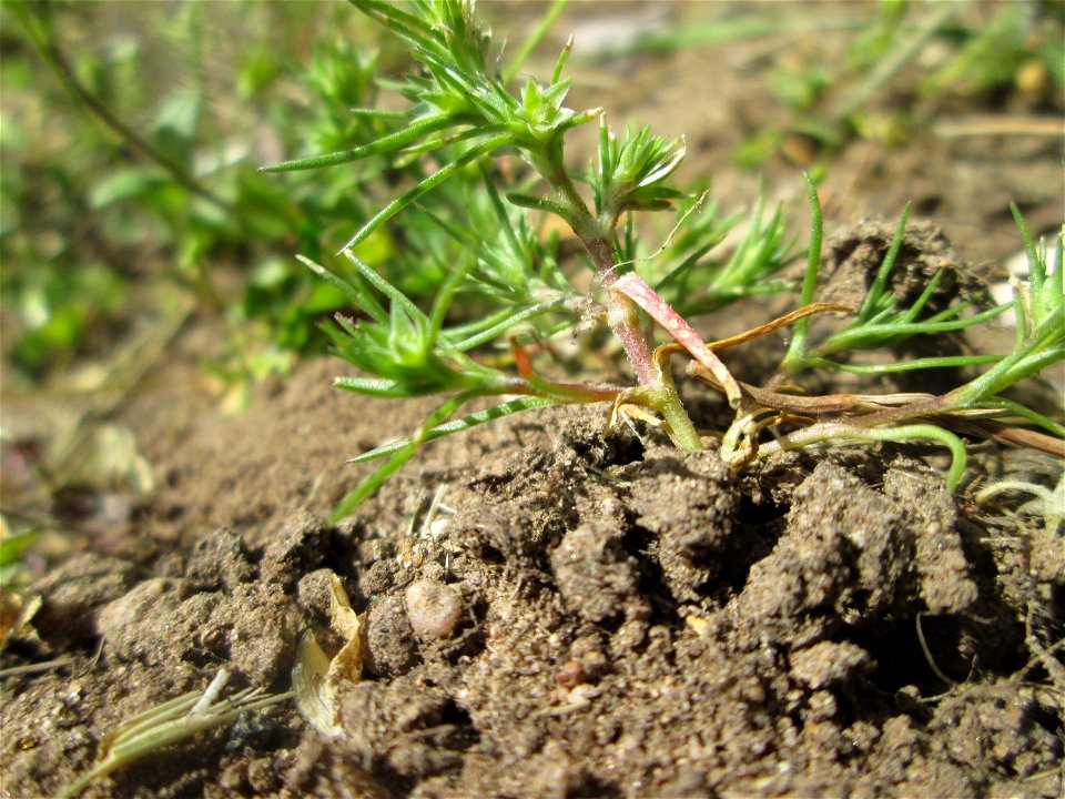 Einjähriger Knäuel (Scleranthus annuus) in Alt-Saarbrücken