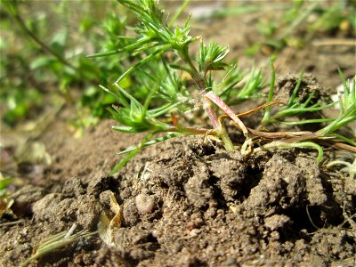 Einjähriger Knäuel (Scleranthus annuus) in Alt-Saarbrücken