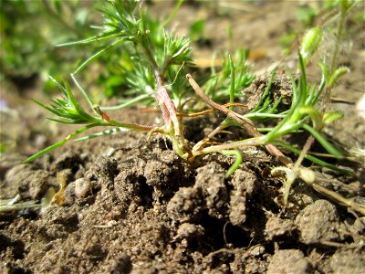 Einjähriger Knäuel (Scleranthus annuus) in Alt-Saarbrücken