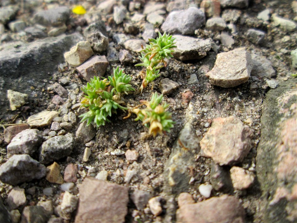 Einjähriger Knäuel (Scleranthus annuus) am Hochwasserrückhaltebecken im Naturschutzgebiet „Bachwiesen/Leopoldswiesen“ im Hockenheimer Rheinbogen