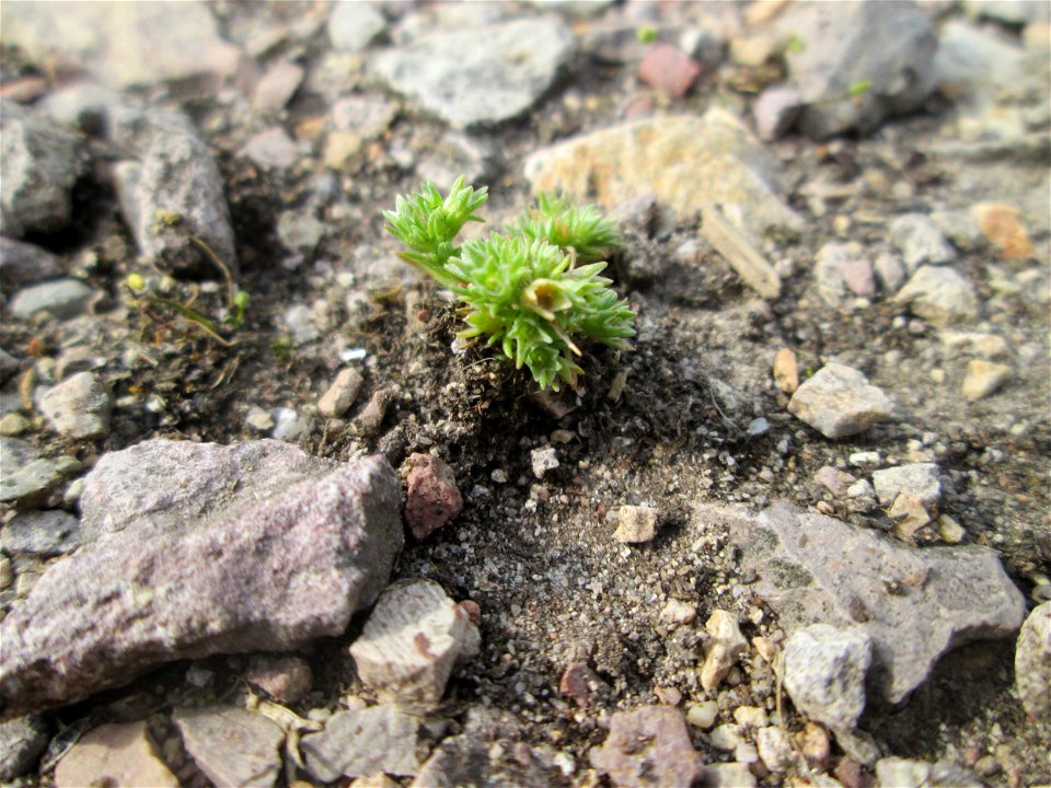 Einjähriger Knäuel (Scleranthus annuus) am Hochwasserrückhaltebecken im Naturschutzgebiet „Bachwiesen/Leopoldswiesen“ im Hockenheimer Rheinbogen