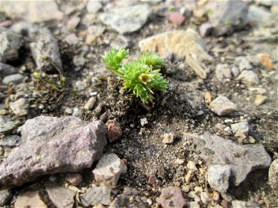 Einjähriger Knäuel (Scleranthus annuus) am Hochwasserrückhaltebecken im Naturschutzgebiet „Bachwiesen/Leopoldswiesen“ im Hockenheimer Rheinbogen
