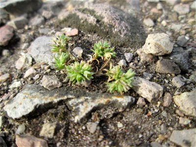 Einjähriger Knäuel (Scleranthus annuus) am Hochwasserrückhaltebecken im Naturschutzgebiet „Bachwiesen/Leopoldswiesen“ im Hockenheimer Rheinbogen