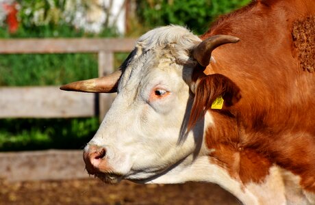 Beef bull ruminant