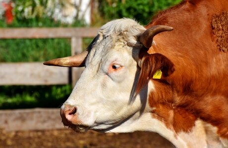 Beef bull ruminant photo