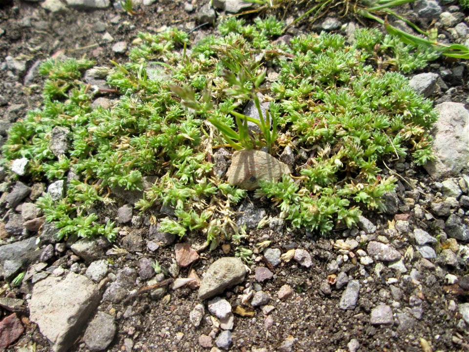 Einjähriger Knäuel (Scleranthus annuus) am Hochwasserrückhaltebecken im Naturschutzgebiet „Bachwiesen/Leopoldswiesen“ im Hockenheimer Rheinbogen