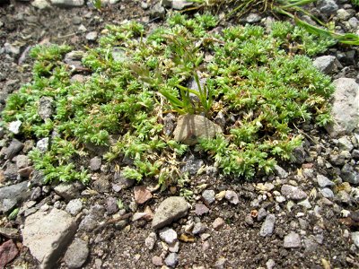 Einjähriger Knäuel (Scleranthus annuus) am Hochwasserrückhaltebecken im Naturschutzgebiet „Bachwiesen/Leopoldswiesen“ im Hockenheimer Rheinbogen