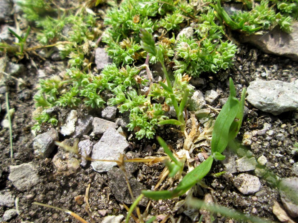 Einjähriger Knäuel (Scleranthus annuus) am Hochwasserrückhaltebecken im Naturschutzgebiet „Bachwiesen/Leopoldswiesen“ im Hockenheimer Rheinbogen