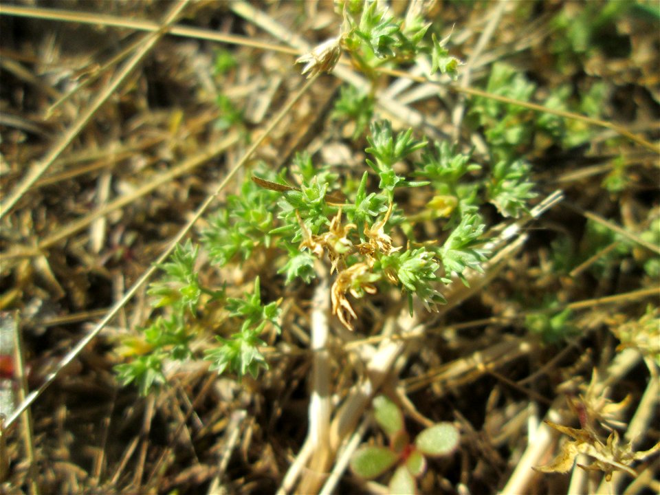 Einjähriger Knäuel (Scleranthus annuus) auf einer Parkplatzwiese in Hockenheim