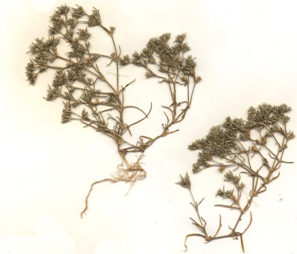 Scleranthus annuus, eigener Herbarbeleg von 1983, Unterfranken