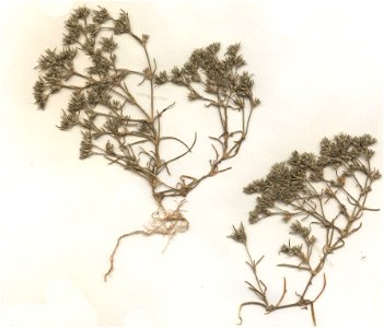 Scleranthus annuus, eigener Herbarbeleg von 1983, Unterfranken