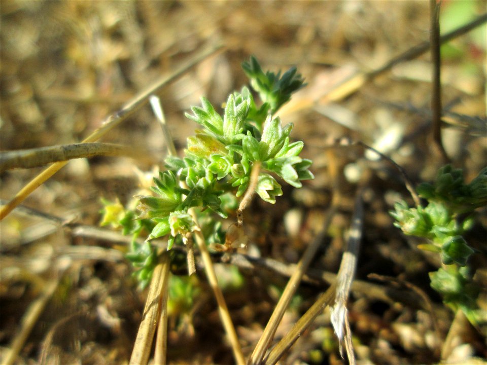 Einjähriger Knäuel (Scleranthus annuus) auf einer Parkplatzwiese in Hockenheim