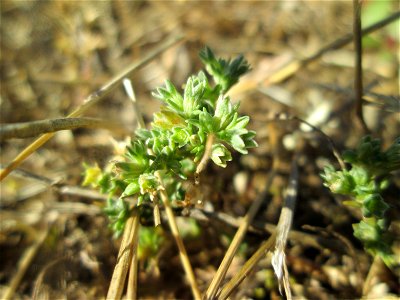 Einjähriger Knäuel (Scleranthus annuus) auf einer Parkplatzwiese in Hockenheim