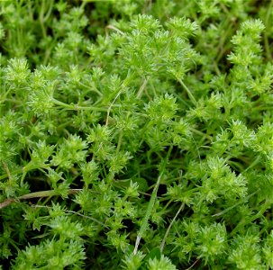 Scleranthus annuus - German knotgrass