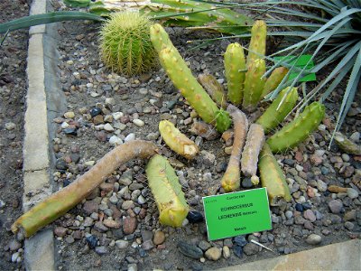 Echinocereus pentalophus ssp. leonensis  (Syn. Echinocereus leonensis)