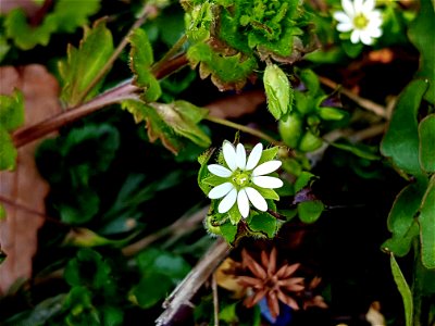 Giant chickweed (Stellaria aquatica (L.) Scop.)