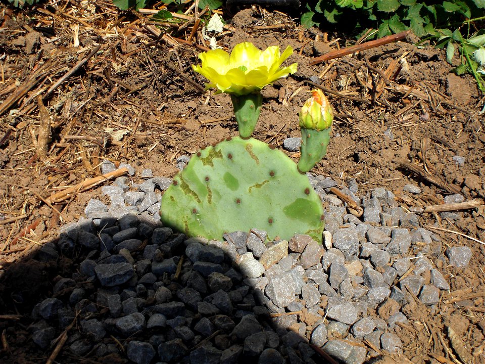 Opuntia cactus flower growing in Oregon
