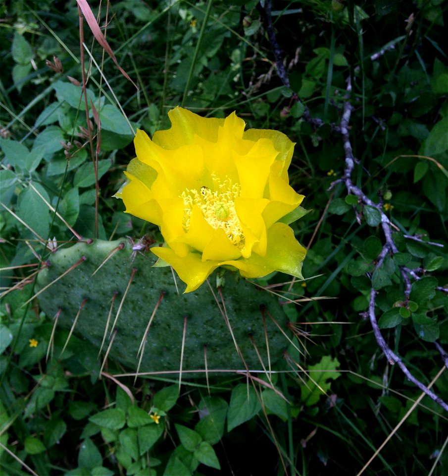 Opuntia lindheimeri, west side of the Frio River, south of the Hwy 1050 ...