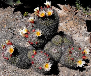 Mammillaria dioica in the Whitaker Garden at Torrey Pines State Reserve, San Diego, California, USA. Identified by sign. photo