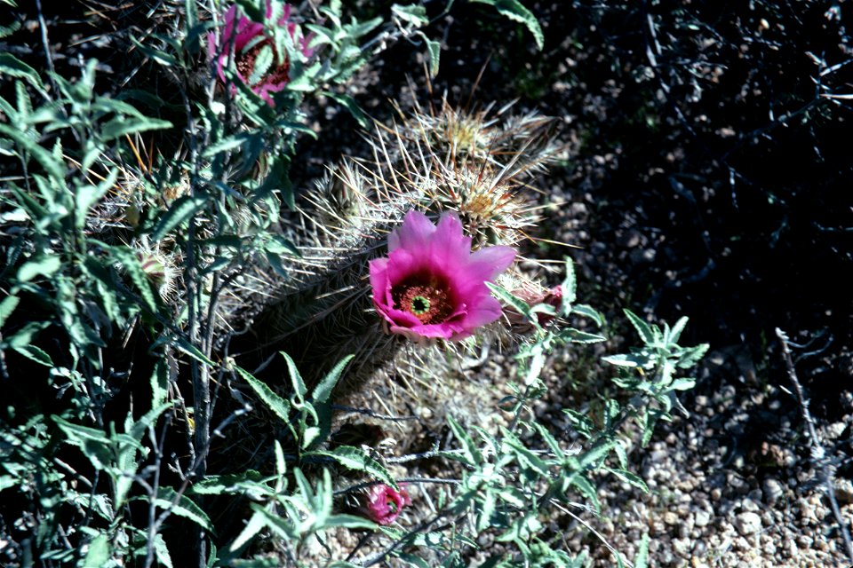Echinocereus fendleri