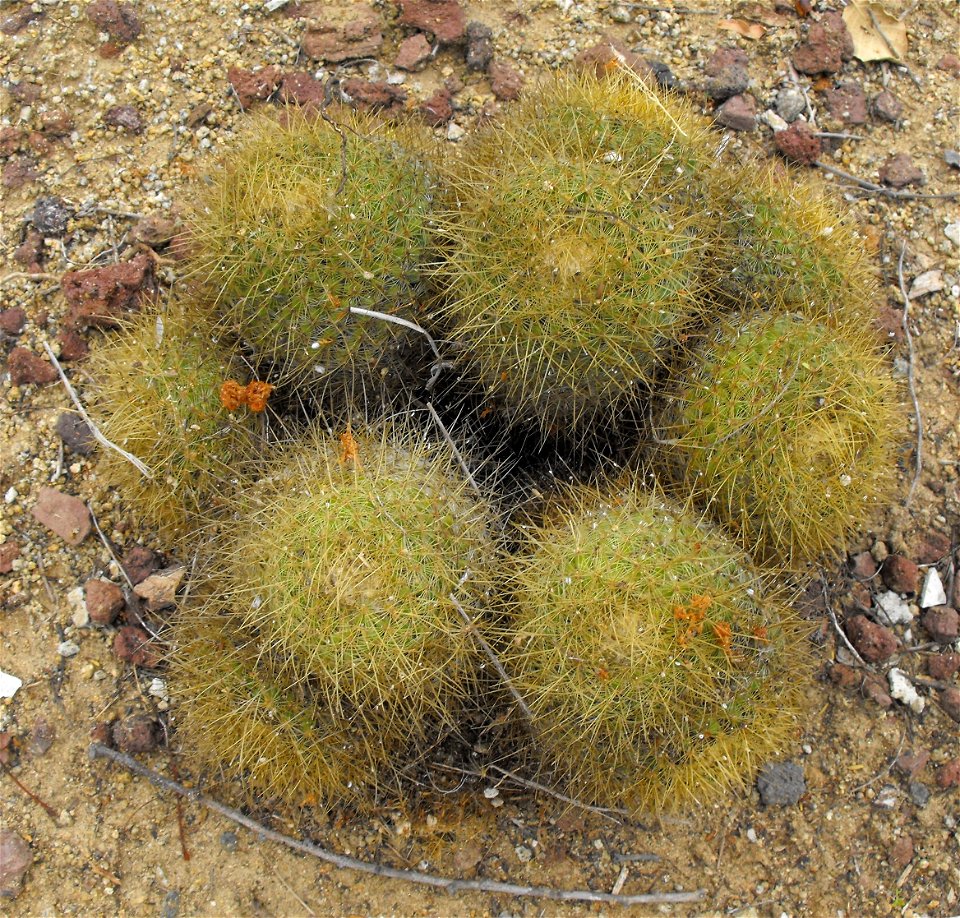Mammillaria rhodantha ssp. pringlei at Quail Botanical Gardens in Encinitas, California, USA. Identified by sign.