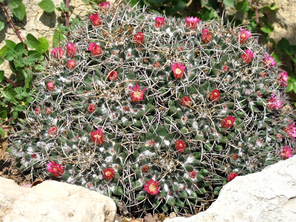Mammillaria magnimamma in the exotic garden of Monaco. Identified by label.