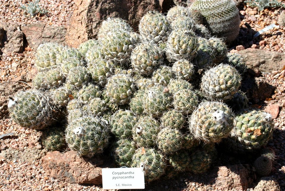 Coryphantha pycnacantha; native to S. E. Mexico.  Photographed at the Desert Botanical Garden, Phoenix, AZ.