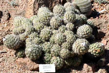 Coryphantha pycnacantha; native to S. E. Mexico.  Photographed at the Desert Botanical Garden, Phoenix, AZ.
