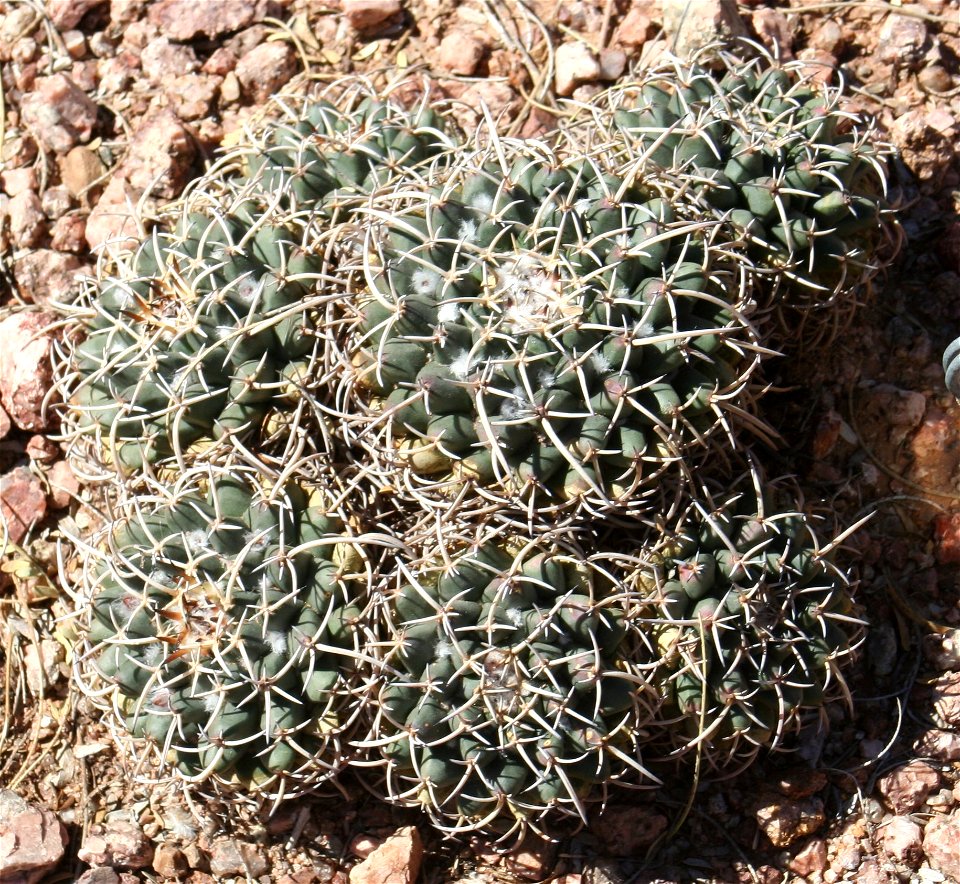 Mammillaria magnimamma; native to N.E., No. Central and Central Mexico.  Photographed at the Desert Botanical Garden, Phoenix, AZ.